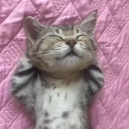 0xkitty69